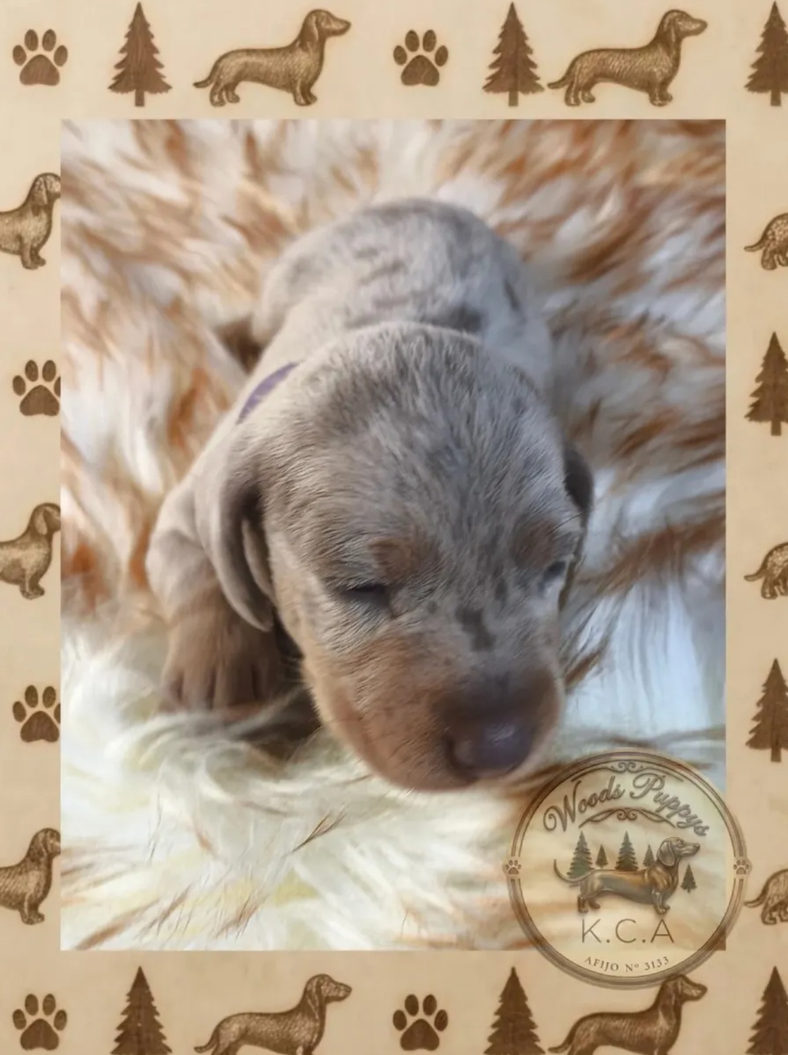 Molly · Hembra Arlequín Isabella · Dachshund Mini · Woods Puppys